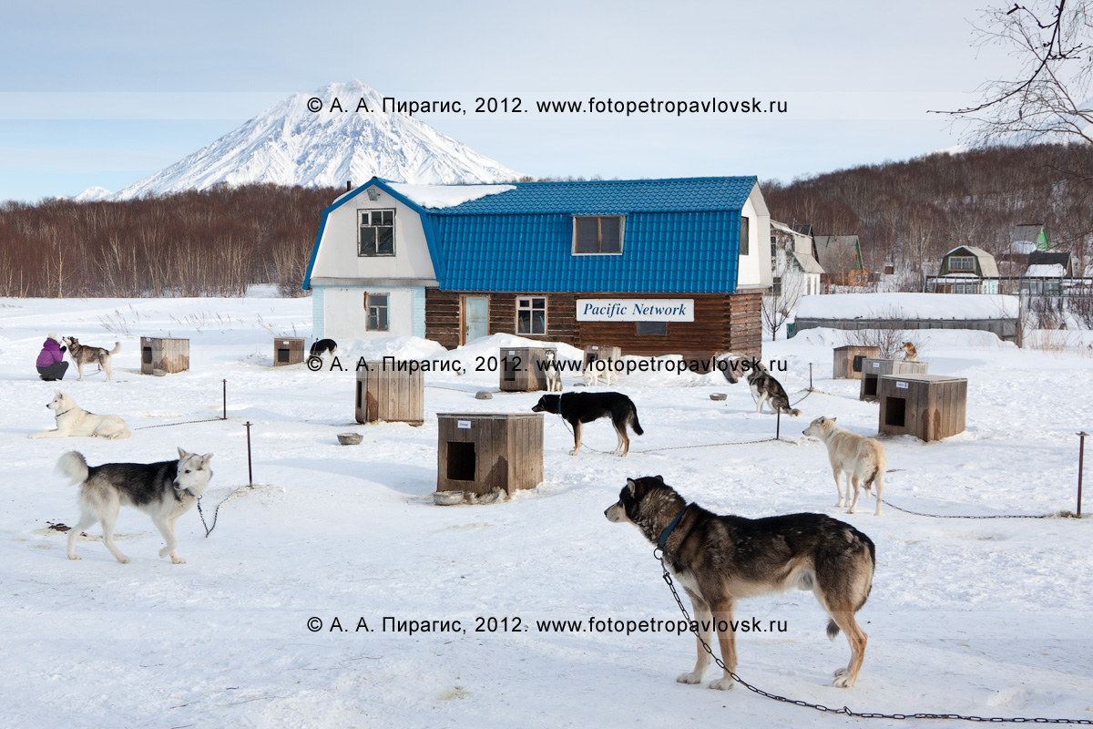 Фотография: ездовые собаки возле своих будок на открытом воздухе в питомнике камчатских ездовых собак "Сибирский клык" компании "Pacific Network" ("Пасифик Нетворк").Полуостров Камчатка, город Петропавловск-Камчатский
