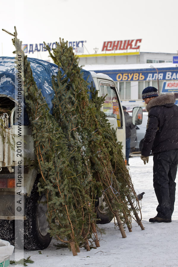 Фотография: продажа в городе Петропавловске-Камчатском новогодних елок из села Мильково