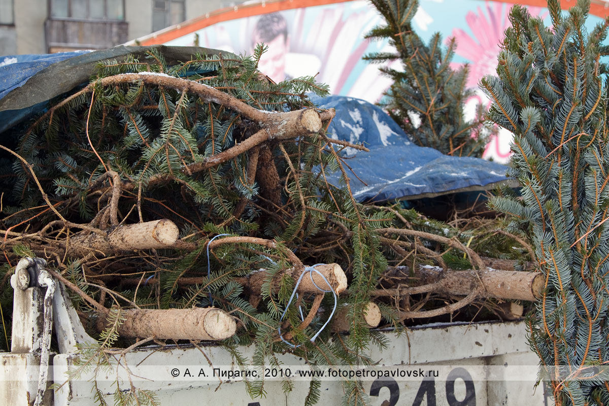 Фотография: Петропавловск-Камчатский — в продаже елки из села Мильково