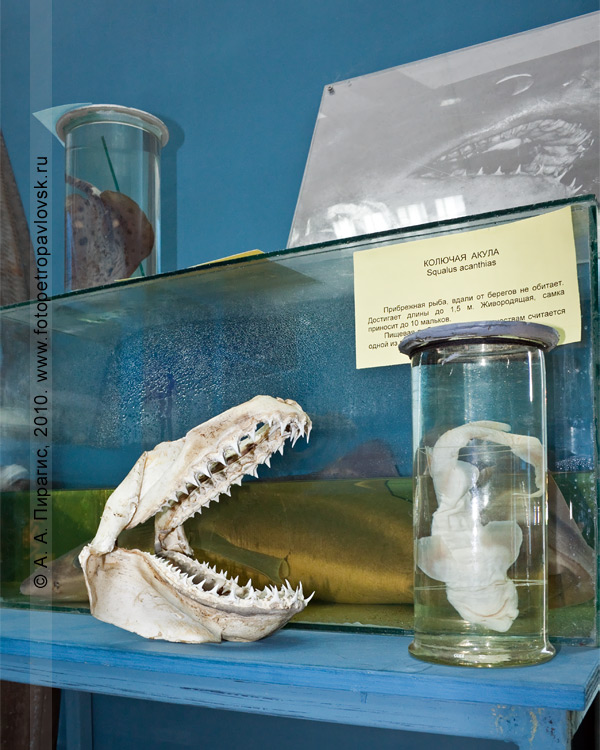 Фотография: музей КамчатНИРО. Экспонаты стенда "Колючая акула — Squalus acanthias"