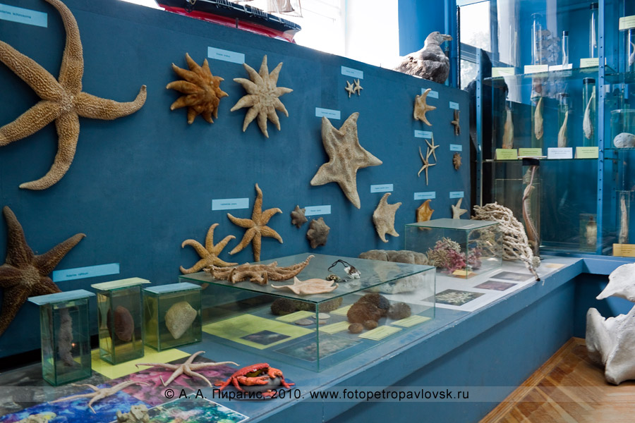 Фотография: экспозиция в музее Камчатского научно-исследовательского института рыбного хозяйства и океанографии (ФГУП "КамчатНИРО")
