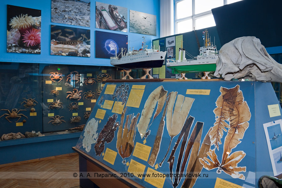 Фотография: экспозиция в музее Камчатского научно-исследовательского института рыбного хозяйства и океанографии (ФГУП "КамчатНИРО")