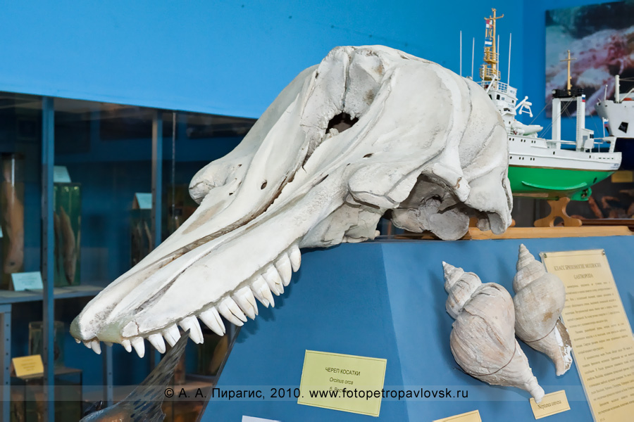 Фотография: музей КамчатНИРО. Экспонат: "Череп косатки — Orcinus orka"