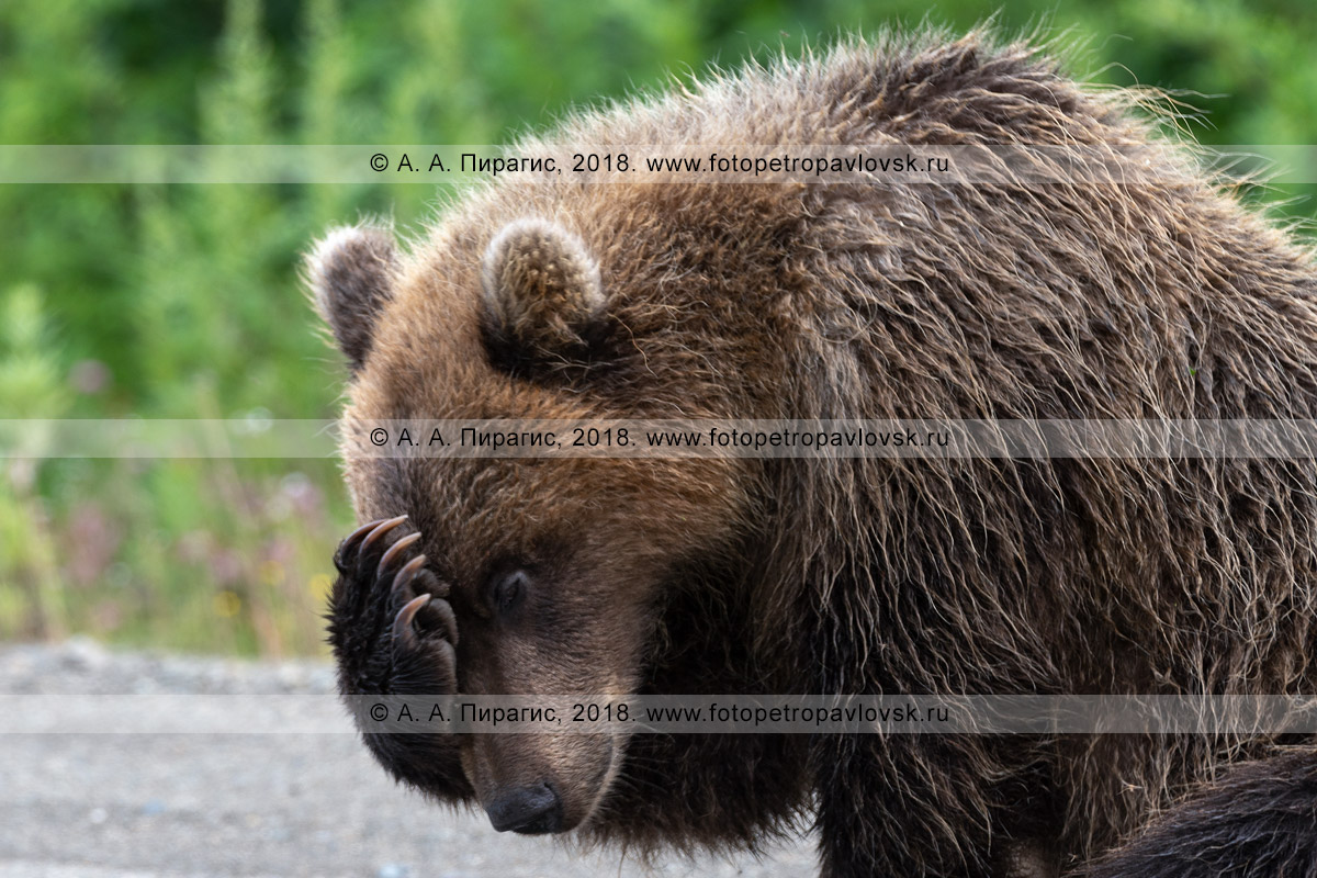 Фотография: грустный камчатский бурый медведь закрывает лапой глаза от комаров
