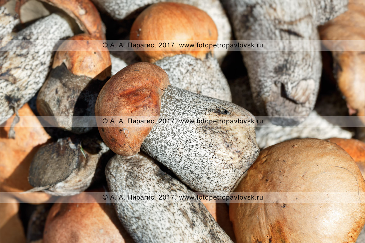 Фотография: свежесрезанные грибы подосиновики. Флора полуострова Камчатка