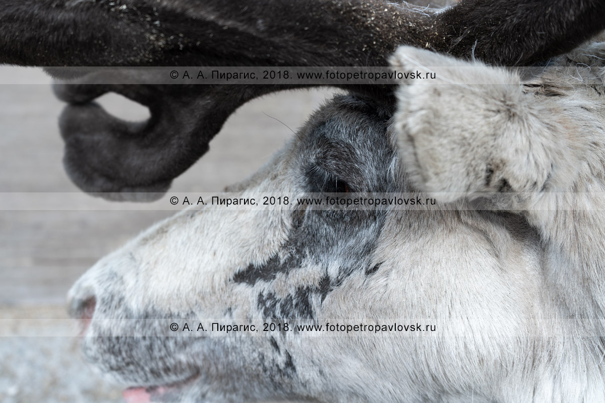 Фотография: портрет охотского, или камчатского северного оленя крупным планом