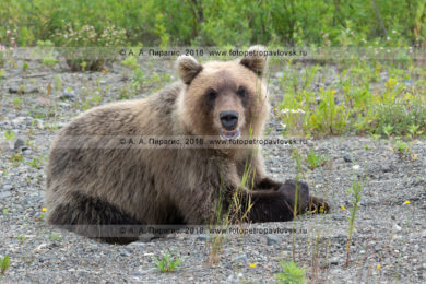 фотографии камчатского бурого медведя, отдыхающего на камнях