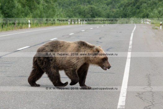 Фотографии камчатского бурого медведя, гуляющего по автодороге.
