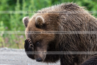 Фотография грустного камчатского бурого медведя