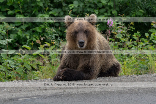 Фотографии ленивого камчатского бурого медведя-попрошайки, лежащего на обочине дороги на полуострове Камчатка