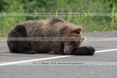 Фотографии дикого камчатского бурого медведя, отдыхающего на обочине асфальтированной автодороги в Камчатском крае