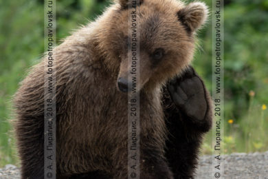 Фотографии камчатского бурого медведя, сидящего на обочине дороги на полуострове Камчатка