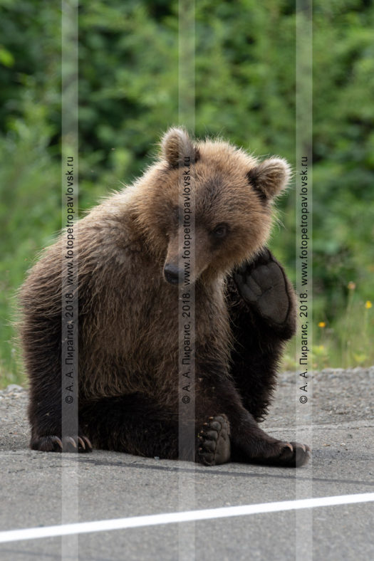 Фотографии камчатского бурого медведя, сидящего на обочине дороги на полуострове Камчатка