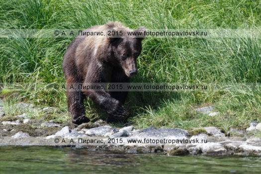 Девять фотографий камчатского бурого медведя (Ursus arctos piscator) в диких условиях на Камчатке
