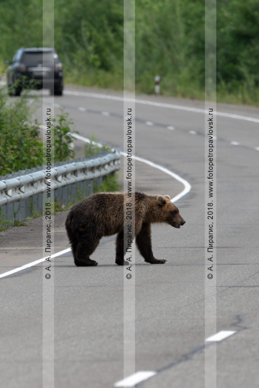 Фотографии камчатского бурого медведя, гуляющего по автодороге