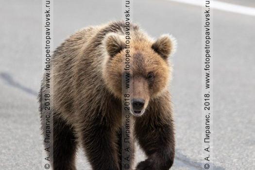 Голодный камчатский бурый медведь идет по дороге