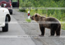 Фотографии голодного дикого камчатского бурого медведя, которого люди кормят человеческой едой из автомобилей.