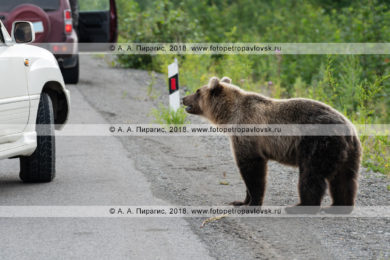 Фотографии голодного дикого камчатского бурого медведя, которого люди кормят человеческой едой из автомобилей.