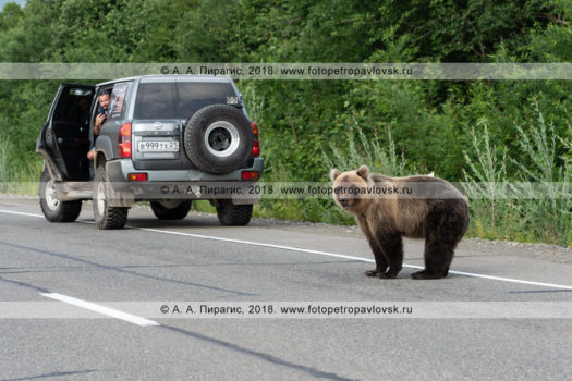 Фотографии голодного дикого камчатского бурого медведя, бродящего по дороге в ожидании дармовой человеческой еды, которую ему дадут люди, проезжающие мимо на автомобилях