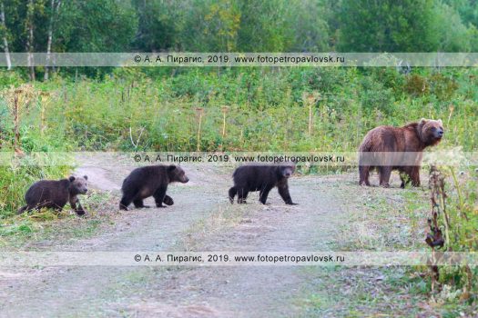 Фотографии камчатских бурых медведей в естественной среде обитания на полуострове Камчатка