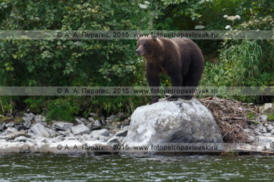 Восемь фотографий камчатский бурый медведь (Ursus arctos piscator)