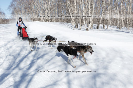 Фоторепортаж: 35 фотографий камчатской детской гонки на собачьих упряжках "Дюлин" ("Берингия")