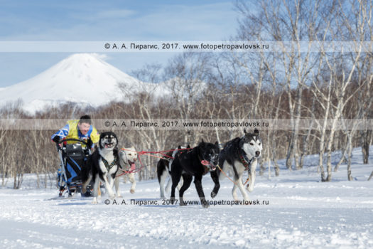 Фотография: каюр Виталий Тишкин управляет собачьей упряжкой (аляскинские хаски), бегущей по шахме в зимнем лесу, на фоне действующего Авачинского вулкана на полуострове Камчатка