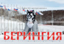 Фотография: 10-метровая пневматическая фигура ездовой собаки породы хаски — символ камчатской традиционной гонки на собачьих упряжках "Берингия"