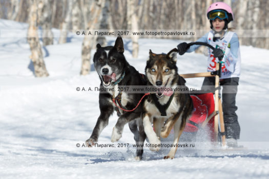 Спортивный фоторепортаж: камчатская детская гонка на собачьих упряжках «Дюлин» («Берингия»)