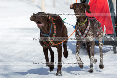 Спортивный фоторепортаж: фотографии камчатской детской гонки на собачьих упряжках «Дюлин» («Берингия»)
