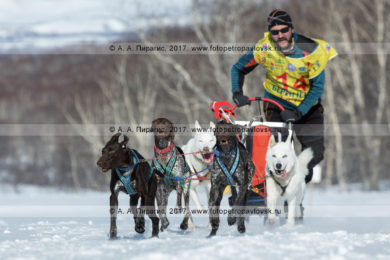 Фотография бегущей собачьей упряжки каюра Ивана Нивани во время гонки-пролога «Берингия» на полуострове Камчатка