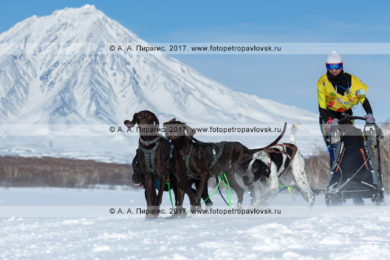 Фотографии бегущей собачьей упряжки каюра Суслина Ксения во время гонки-пролога «Берингия» на полуострове Камчатка