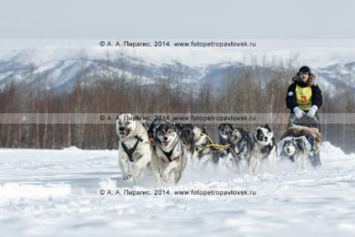Камчатская традиционная гонка на собачьих упряжках "Берингия". Полуостров Камчатка