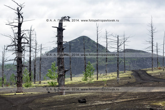 Фотография: драматический вулканический пейзаж полуострова Камчатка, вид на Мертвый лес — последствие Большого трещинного Толбачинского извержения (БТТИ) в 1975–1976 годах