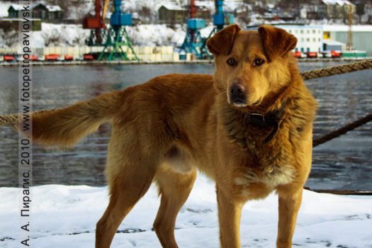 Камчатская собака с умным взглядом