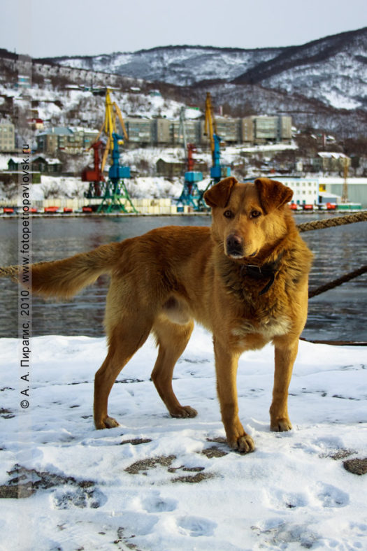 Камчатская собака с умным взглядом