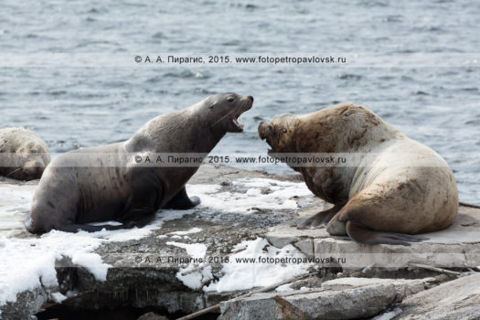 Фоторепортаж: 31 фотография лежбища сивучей, или морских львов Стеллера в Авачинской губе на Камчатке