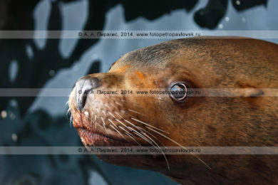 Фотографии сивуча, или морского льва Стеллера на полуострове Камчатка