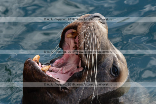 Фотографии: сивуч, или морской лев Стеллера — портреты хищного морского млекопитающего крупным планом.