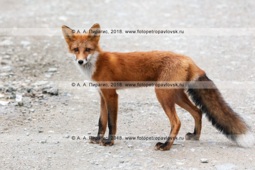 Фотографии рыжей лисицы или обыкновенной лисы на полуострове Камчатка