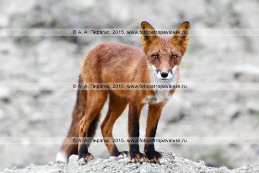 Две фотографии лисицы — хищника семейства псовых на Камчатке