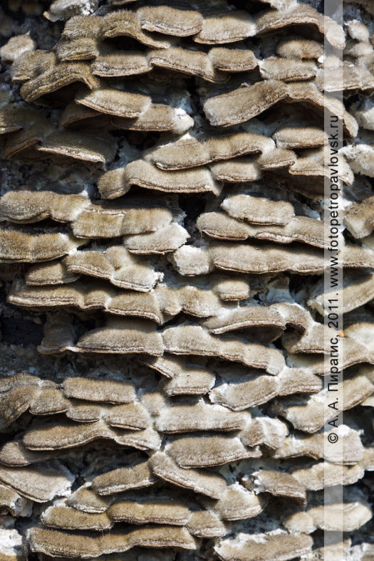 Фотографии каменной березы и грибов-паразитов, растущих на дереве