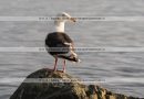 Тихоокеанская чайка Larus schistisagus, семейство Чайковые Laridae