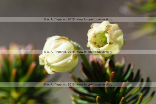 Фотографии дикого можжевельника сибирского, цветы вечнозеленого хвойного кустарника на полуострове Камчатка