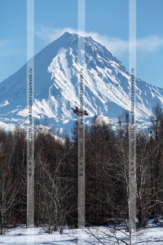 Фотография: зимний камчатский пейзаж — вулкан Камень (Kamen Volcano) в Ключевской группе вулканов на полуострове Камчатка