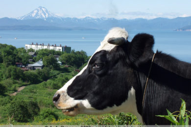 Фотография коровы в Петропавловске-Камчатском