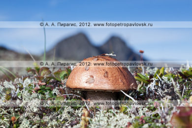 Фотография: гриб на фоне гор