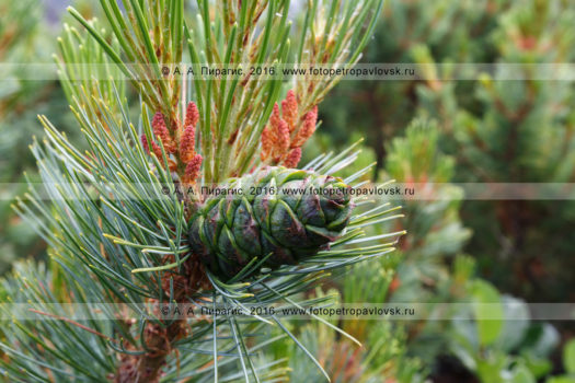 Фотография: флора Камчатского края — кедровый стланик, или сосна стланиковая, или кедрач, — Pinus pumila (Pall.) Regel (семейство Сосновые — Pinaceae)