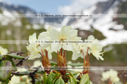 Фотографии: флора Камчатки — рододендрон золотистый — Rhododendron aureum Georgi