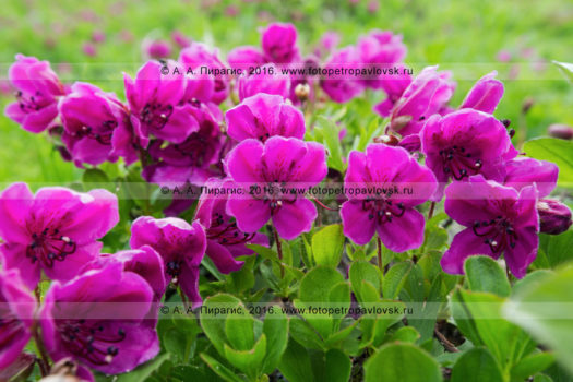 Фотография: флора полуострова Камчатка — рододендрон камчатский — Rhododendron camtschaticum Pall. (семейство Вересковые — Ericaceae)